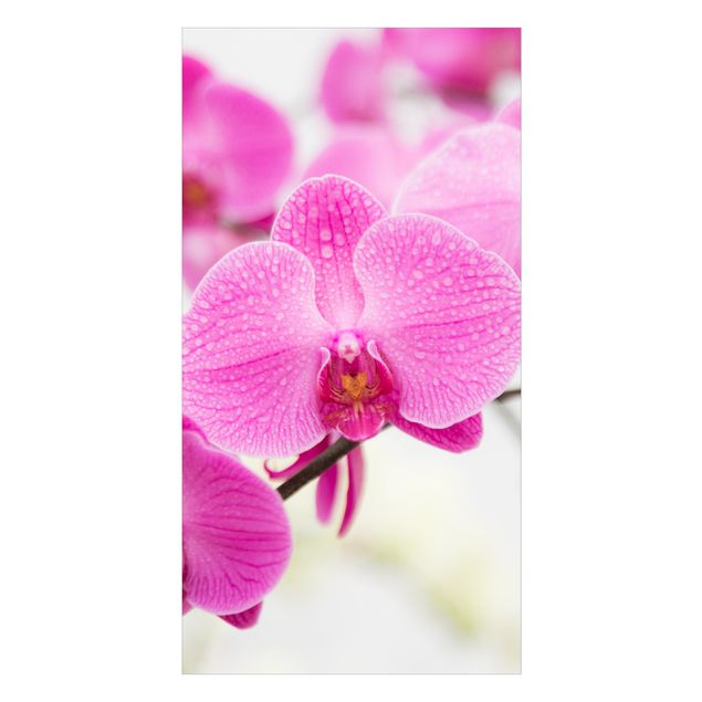 Revêtement mural de douche - Close-Up Orchid