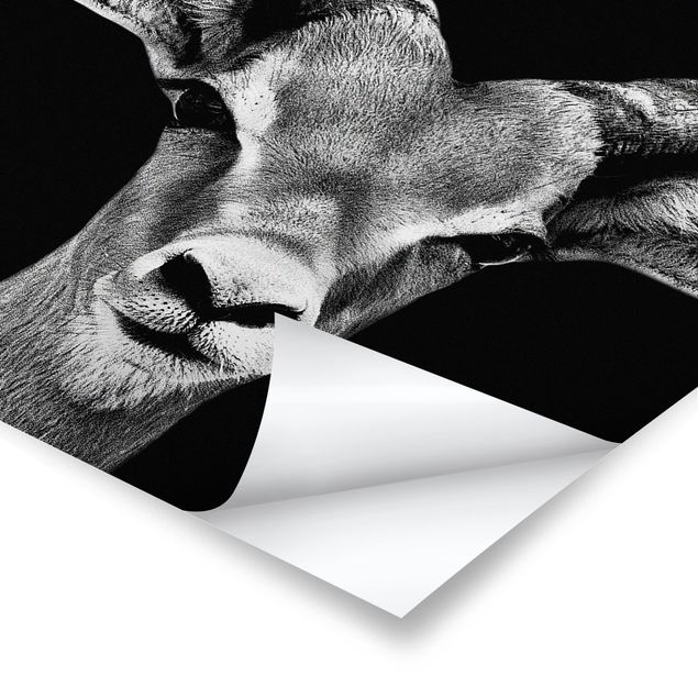 Affiche déco Antilope Impala noir et blanc