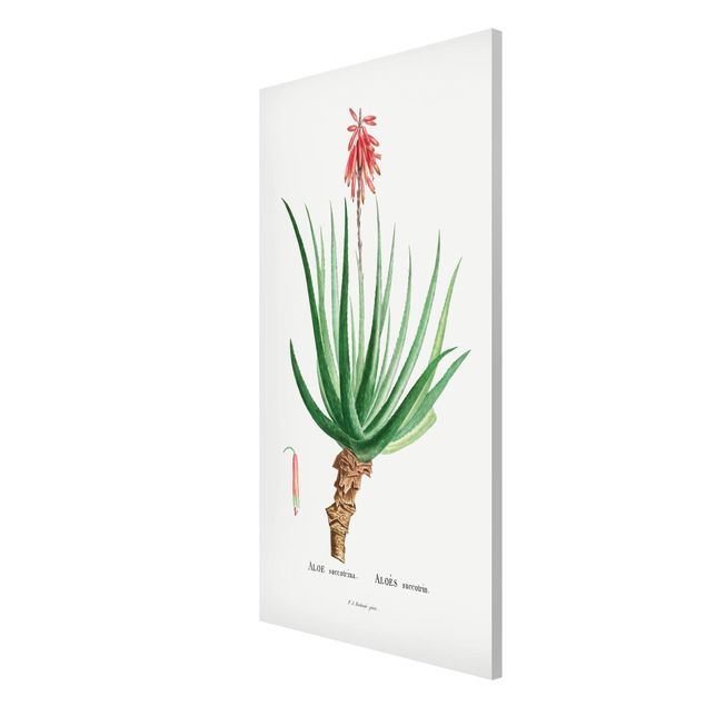 Tableaux fleurs Illustration Botanique Vintage Aloe Pink Blossom