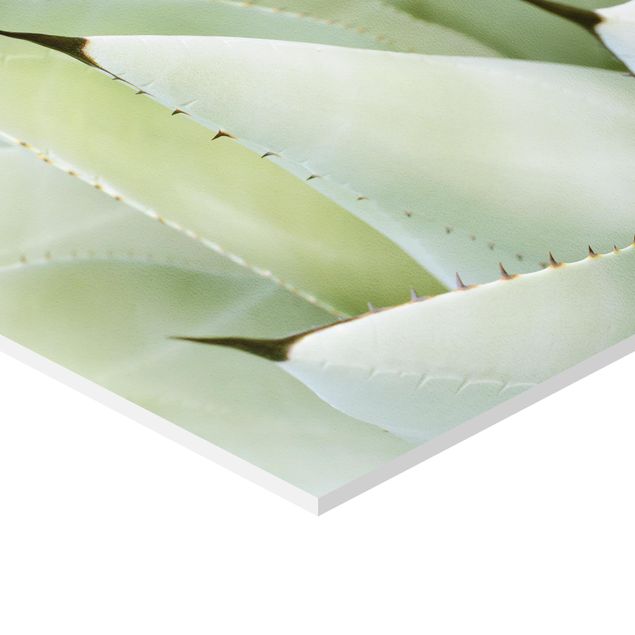 Tableau hexagonal Aloe