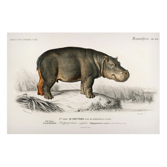 Tableau paysage Tableau Vintage hippopotame