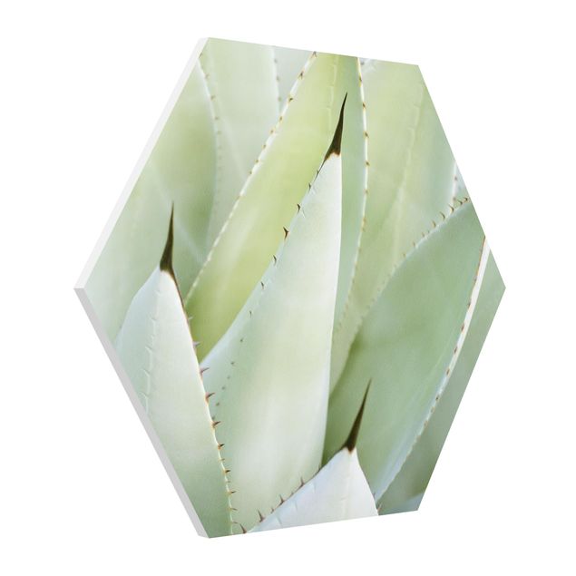 Tableaux florals Aloe