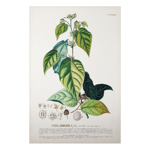 Tableaux fleurs Illustration vintage botanique Cacao