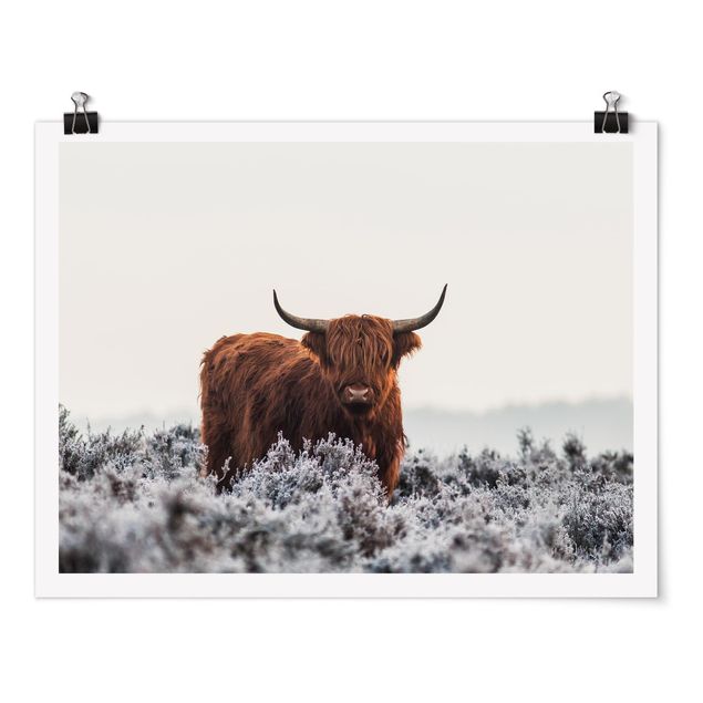 Posters animaux Bison dans les Highlands