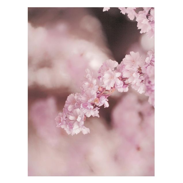 Tableaux magnétiques avec fleurs Fleurs de cerisier dans une lumière violette