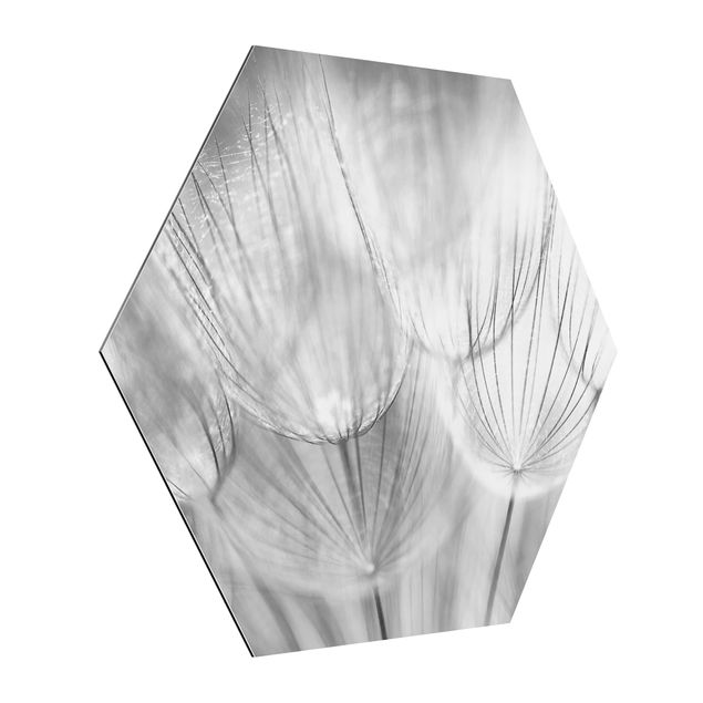 Tableaux florals Pissenlits en macrophotographie en noir et blanc