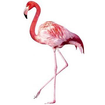 Sticker pour fenêtres - Pink Flamingo