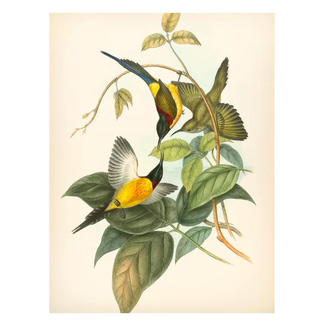 Tableaux magnétiques avec fleurs Illustration Vintage Oiseaux Tropicaux IV