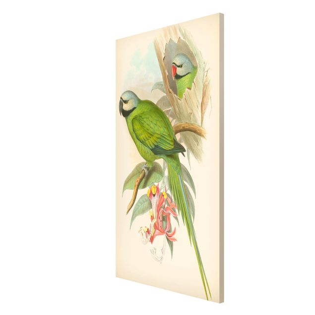 tableaux floraux Illustration Vintage Oiseaux Tropicaux II