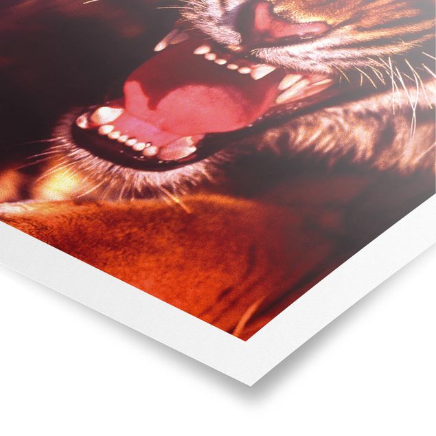 Affiche animaux Tigre sauvage