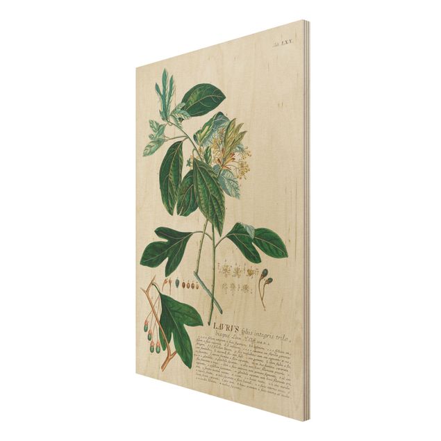 Tableau vintage bois Illustration botanique vintage Laurel