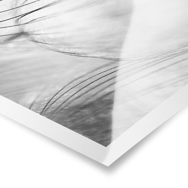 Tableaux muraux Pissenlits en macrophotographie en noir et blanc