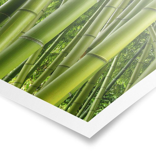 Tableaux bambou Bamboo Trees