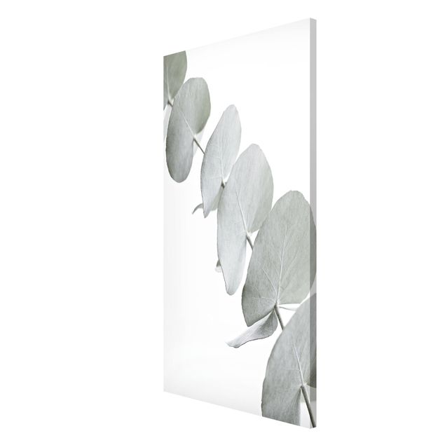 Tableaux moderne Branche d'eucalyptus dans la lumière blanche