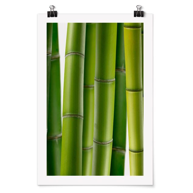 Tableau bambou Plantes de bambou