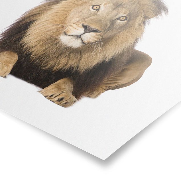 Tableaux animaux Roi Lion II