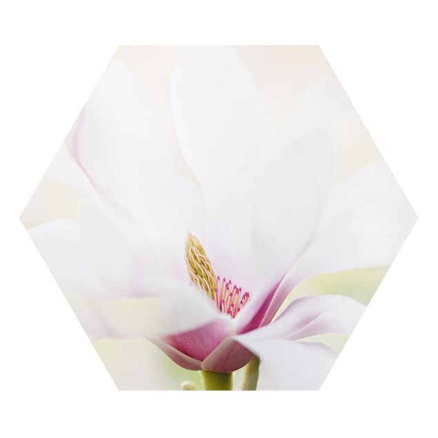 Tableau forex Délicate fleur de magnolia