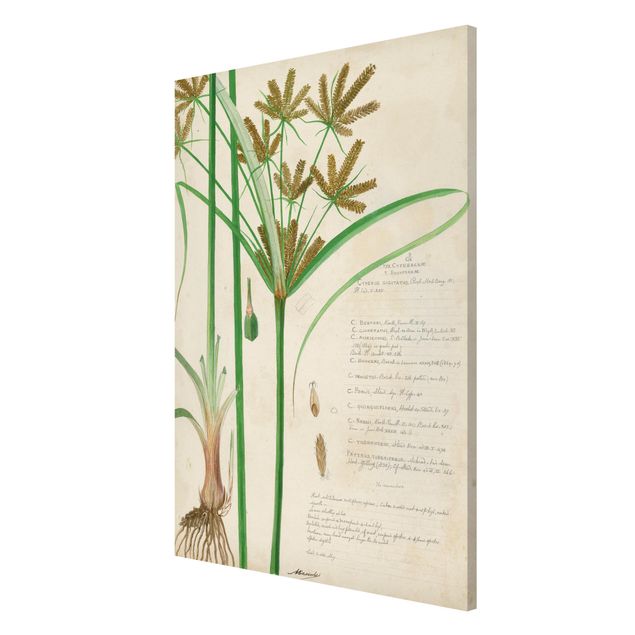 tableaux floraux Dessin vintage botanique Herbes I