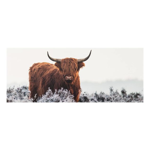 Fond de hotte - Bison In The Highlands
