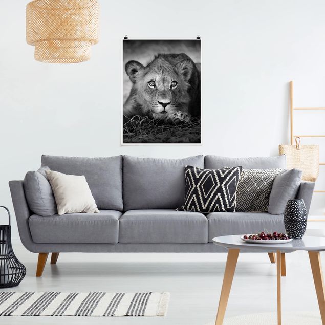 Posters en noir et blanc Bébé lion tapi dans l'ombre