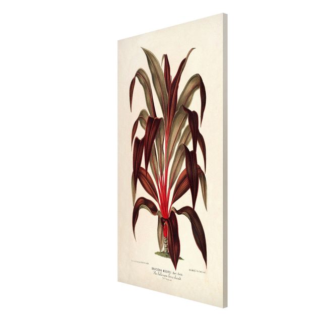 Tableaux magnétiques avec fleurs Illustration Botanique Vintage Dragonnier des Canaries