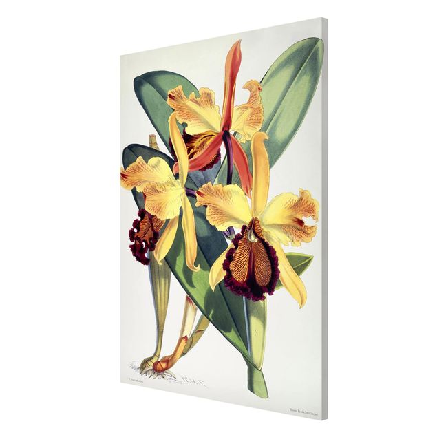 Tableaux Artistiques Walter Hood Fitch - Orchidée