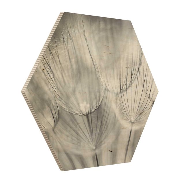 Impression sur bois Pissenlits en macrophotographie en noir et blanc