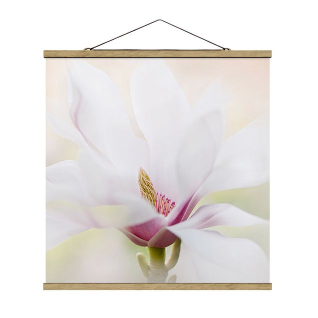 Tableaux florals Délicate fleur de magnolia
