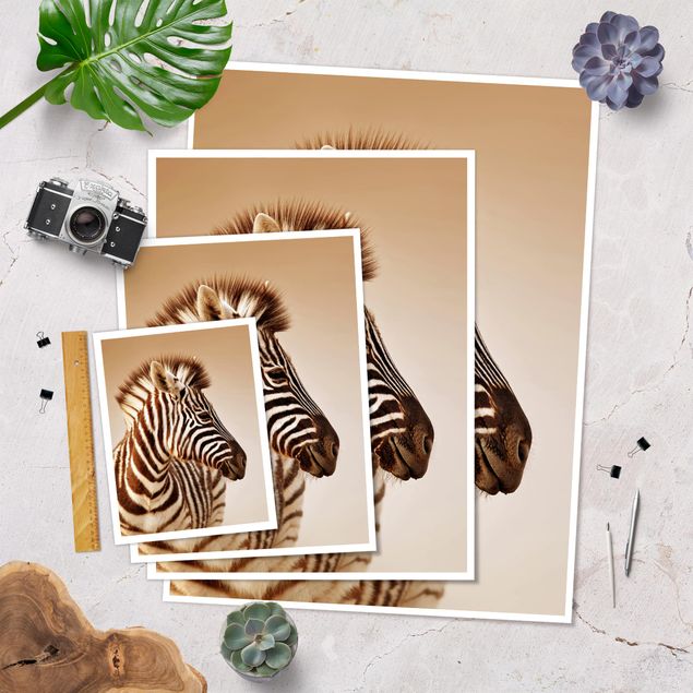 Poster animaux - Zebra Baby Portrait