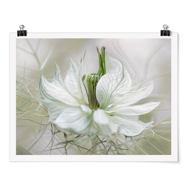 Poster fleurs White Nigella