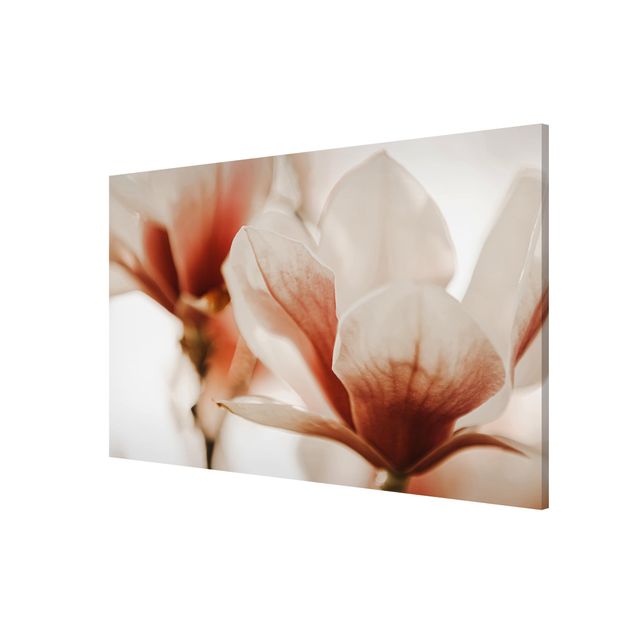 Tableau moderne Délicates fleurs de magnolia dans un jeu d'ombres et de lumières