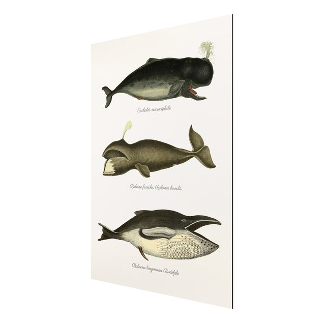 Tableau moderne Trois baleines vintage
