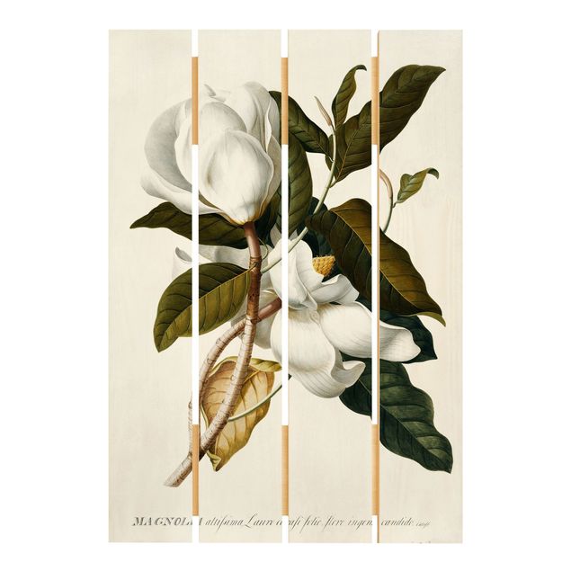Tableaux muraux Georg Dionysius Ehret - Magnolia