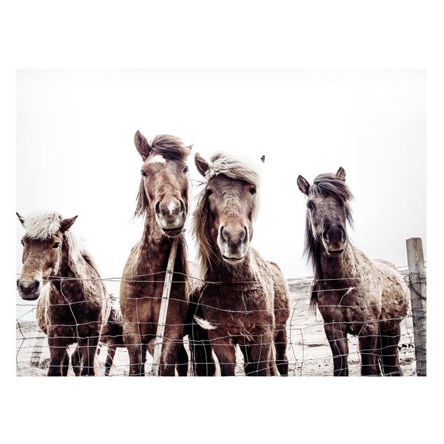 Tableaux chevaux Cheval islandais