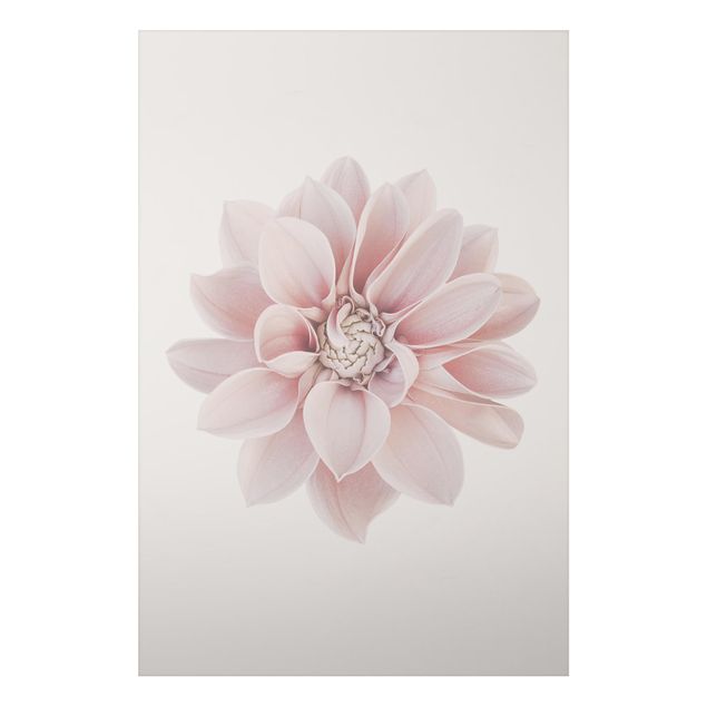 Tableaux moderne Fleur de dahlia Blanc Pastel Rose