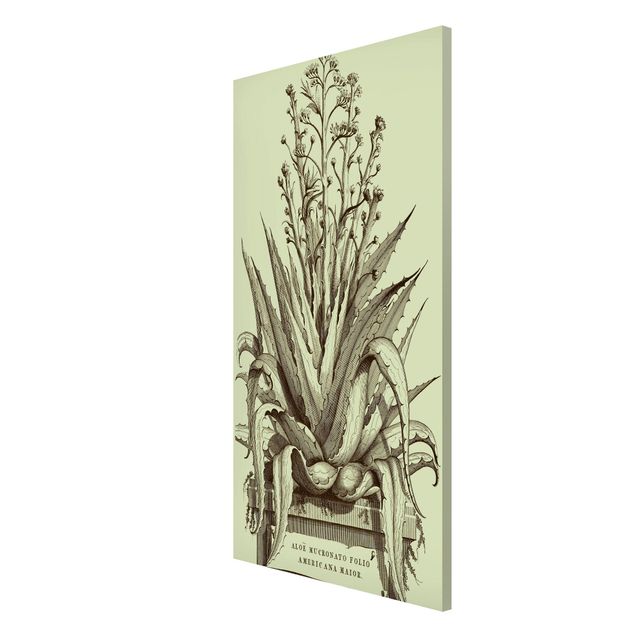Tableau fleurs Vintage Aloe Vera Americana Major