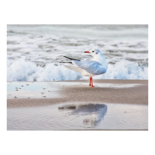 Fond de hotte - Seagull On The Beach In Front Of The Sea