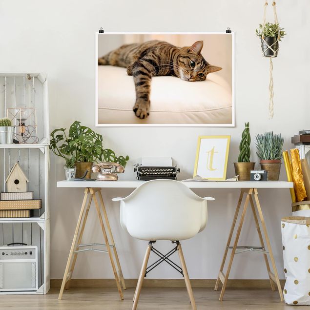 Tableaux modernes Chat Chill Out