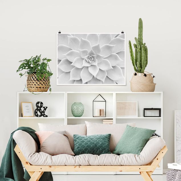 Posters en noir et blanc Cactus Succulent