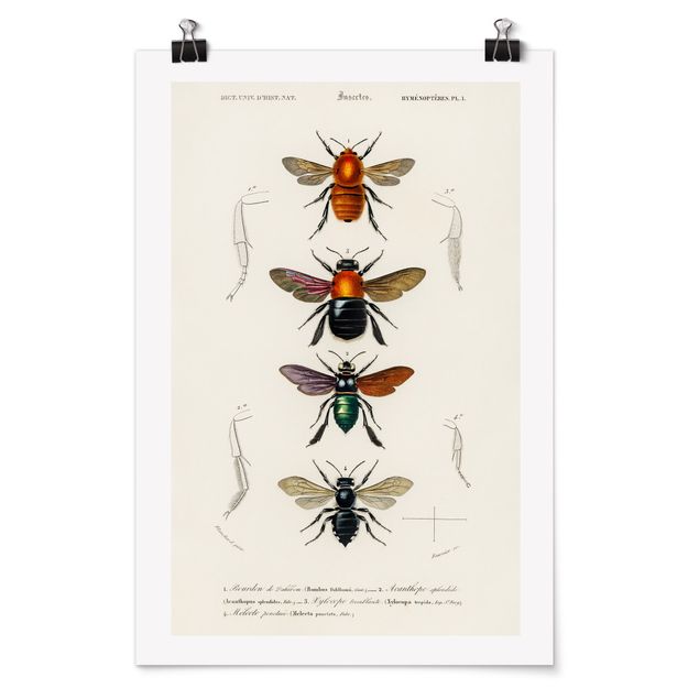 Poster retro Tableau Vintage Insectes