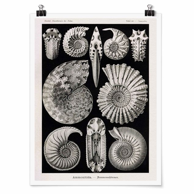 Tableaux vintage Tableau Botanique Fossiles noir et blanc