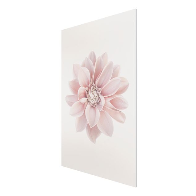 tableaux floraux Fleur de dahlia Blanc Pastel Rose