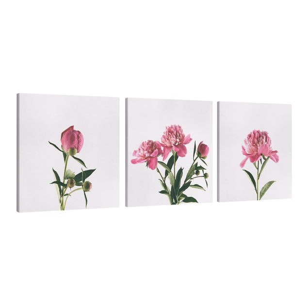 Tableau fleurs Trio de pivoines roses