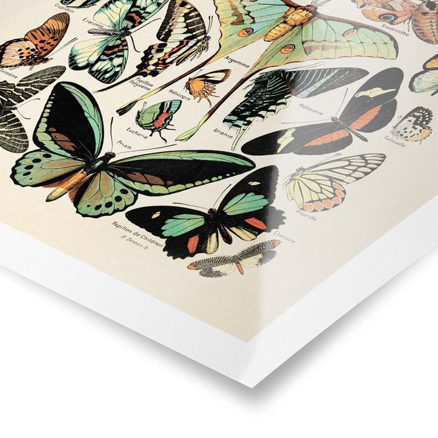 Tableaux turquoise Tableau Vintage Papillons et phalènes