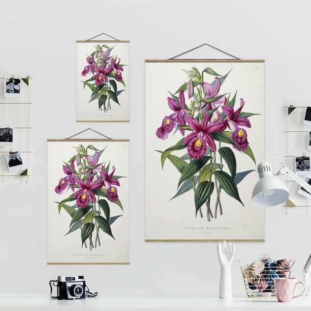 Tableaux florals Maxim Gauci - Orchidée I