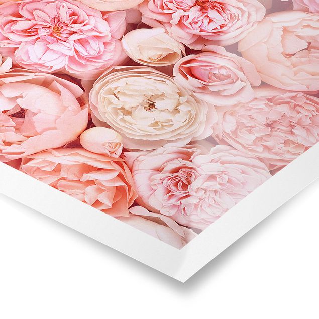 Affiche déco Roses Coral Shabby en rose