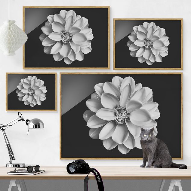 Affiches encadrées reproductions Dahlia Noir et Blanc