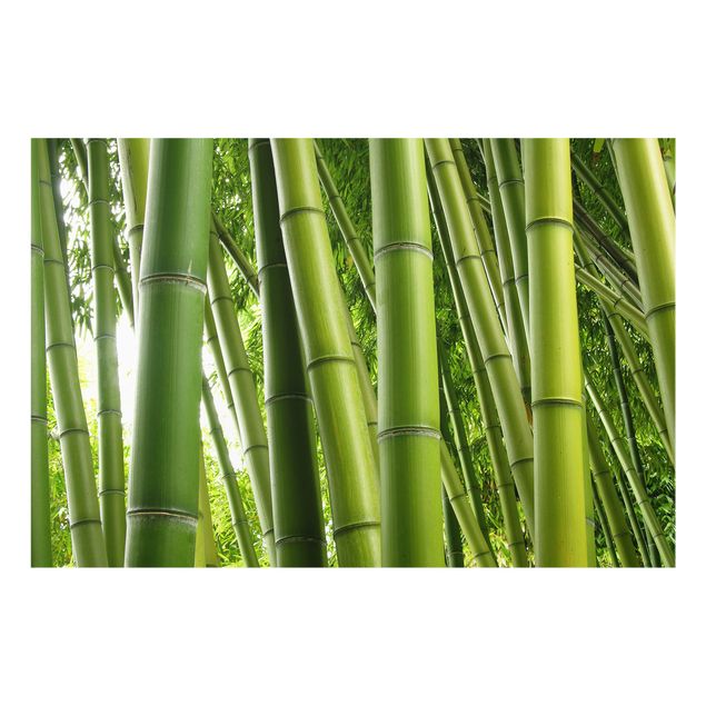 Fond de hotte - Bamboo Trees