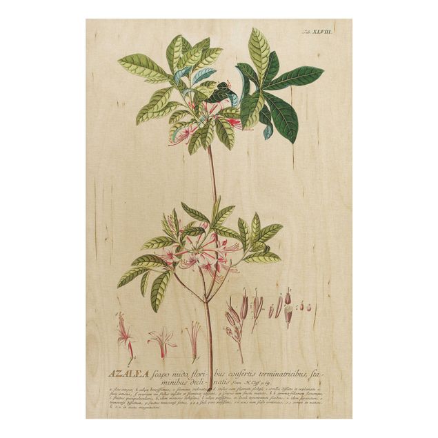 Tableaux en bois avec fleurs Illustration botanique vintage Azalea