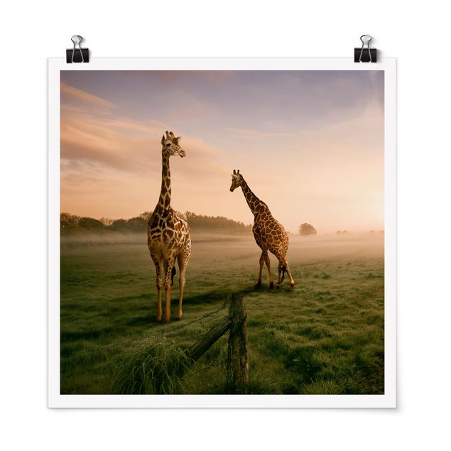 Tableau girafe Surreal Giraffes